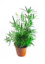 Аспарагус Фалькатус, Аспарагус серповидный - Asparagus falcatus D12 H30