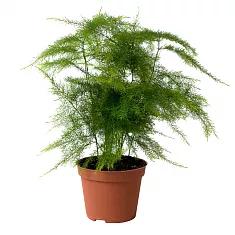 Аспарагус густоцветковый - Asparagus densiflorus Sprengeri D17 H40