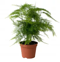Аспарагус густоцветковый - Asparagus densiflorus Sprengeri D17 H40