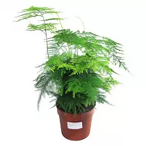 Аспарагус перистый - Asparagus setaceus D12 H30