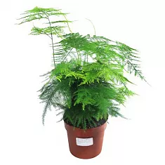 Аспарагус перистый - Asparagus setaceus D12 H30