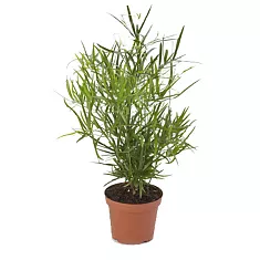 Аспарагус Фалькатус, Аспарагус Фалькатус, серповидный - Asparagus falcatus D17 H50