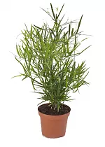 Аспарагус Фалькатус, Аспарагус Фалькатус, серповидный - Asparagus falcatus D17 H50