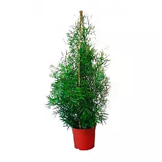 Аспарагус Фалькатус,  Аспарагус серповидный - Asparagus falcatus D24 H120