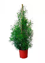 Аспарагус Фалькатус,  Аспарагус серповидный - Asparagus falcatus D24 H120