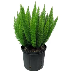 Аспарагус Мейера - Asparagus densiflorus Myers D24 H50