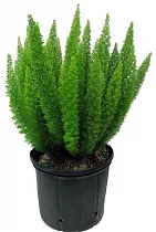 Аспарагус Мейера - Asparagus densiflorus Myers D24 H50