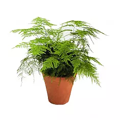 Аспарагус перистый - Asparagus setaceus D10 H20