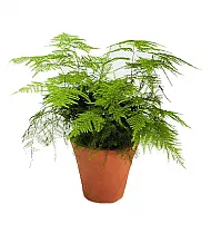 Аспарагус перистый - Asparagus setaceus D10 H20