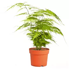 Аспарагус перистый - Asparagus setaceus D15 H40
