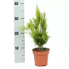 Аспарагус щетинистый - Asparagus setaceus 'Pyramidalis' D12 H30