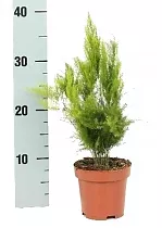 Аспарагус щетинистый - Asparagus setaceus 'Pyramidalis' D12 H30