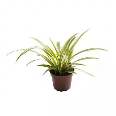 Хлорофитум хохлатый Айриш - Chlorophytum C Iris D10 H20