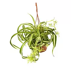 Хлорофитум Пестрый и кудрявый Бонни  - Chlorophytum comosum bonnie D12 H25