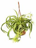 Хлорофитум Пестрый и кудрявый Бонни  - Chlorophytum comosum bonnie D12 H25