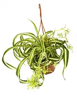 Хлорофитум Пестрый и кудрявый Бонни  - Chlorophytum comosum bonnie D12 H25