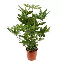 Фатсия японская - Fatsia japonica  D20 H100