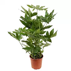 Фатсия японская - Fatsia japonica  D20 H100