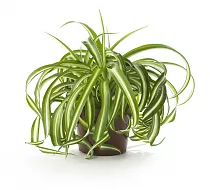 Хлорофитум комосум Атлантик - Chlorophytum comosum Atlantic D12 H25