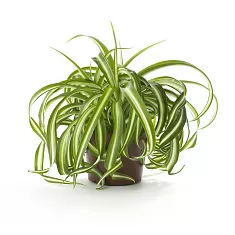 Хлорофитум комосум Атлантик - Chlorophytum comosum Atlantic D12 H25