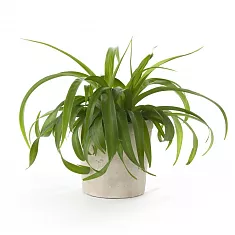 Хлорофитум пестрый и кудрявый Бонни - Chlorophytum bonnie hangouts D10 H20