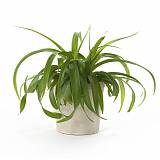 Хлорофитум пестрый и кудрявый Бонни - Chlorophytum bonnie hangouts D10 H20