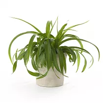 Хлорофитум пестрый и кудрявый Бонни - Chlorophytum bonnie hangouts D10 H20