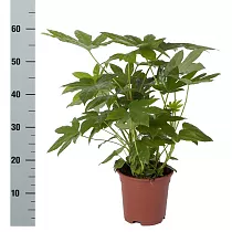 Фатсия японская - Fatsia japonica  D18 H60