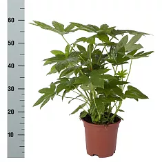 Фатсия японская - Fatsia japonica  D18 H60