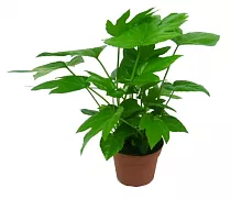 Фатсия японская - Fatsia japonica D12 H30