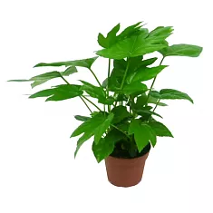 Фатсия японская - Fatsia japonica D12 H30