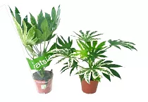 Фатсия японская Спайдер Веб - Fatsia japonica Spiders web   D15 H50