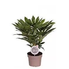 Фатсия Японика Вариегата - Fatsia japonica variegata  D20 H90