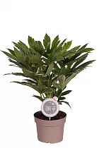 Фатсия Японика Вариегата - Fatsia japonica variegata  D20 H90