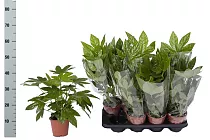 Фатсия японская - Fatsia japonica D15 H40