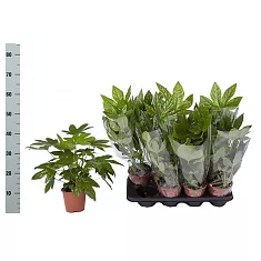 Фатсия японская - Fatsia japonica D15 H40