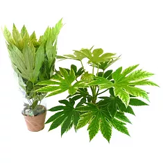 Фатсия японская - Fatsia japonica  D18 H70