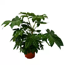 Фатсия японская - Fatsia japonica  D18 H80