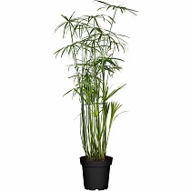 Циперус хаспан - Cyperus haspan D12 H50