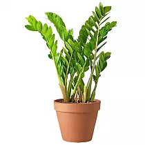 Замиокулькас - Zamioculcas zamiifolia D15 H60