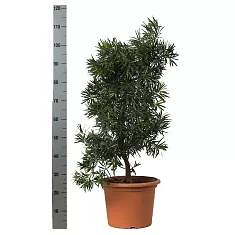 Подокарпус - Podocarpus D35 H110