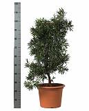 Подокарпус - Podocarpus D35 H110