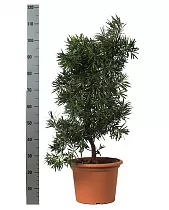 Подокарпус - Podocarpus D35 H110
