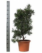 Подокарпус - Podocarpus D35 H110