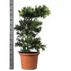 Подокарпус - Podocarpus D40 H120