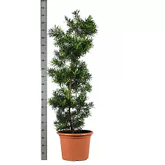 Подокарпус - Podocarpus D50 H200