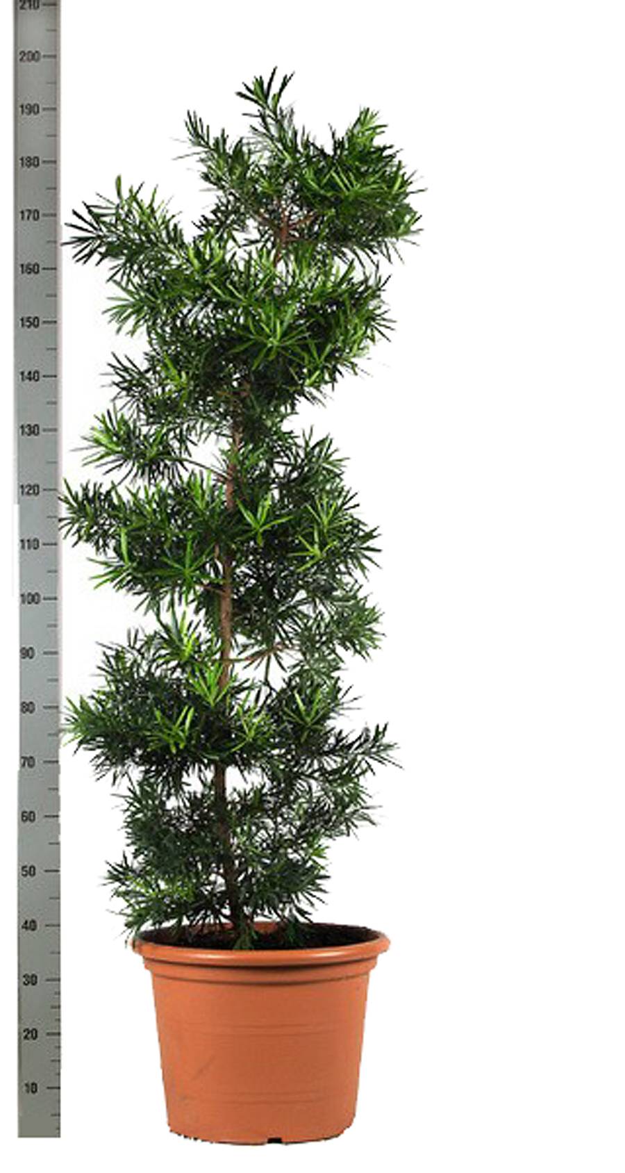 Подокарпус - Podocarpus D50 H200