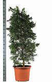 Подокарпус - Podocarpus D55 H220