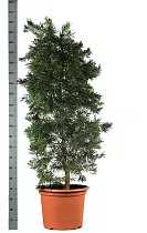 Подокарпус - Podocarpus D55 H220