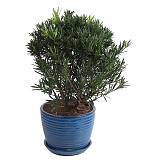 Подокарпус - Podocarpus D23 H60